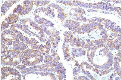STAT1 Mouse Monoclonal Antibody(12E8)