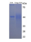 OVA Conjugated S15 Oligopeptide (S)