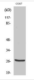 Cleaved-Cathepsin Z (L62) Polyclonal Antibody