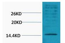 Histone H3 (Di Methyl Lys18) Polyclonal Antibody