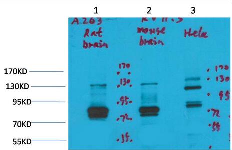 Kv11.3 Polyclonal Antibody