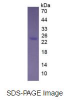 Eukaryotic FK506 Binding Protein 7 (FKBP7)