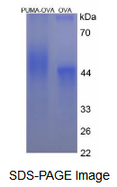 OVA Conjugated p53 Upregulated Modulator Of Apoptosis (PUMA)