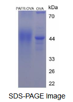 OVA Conjugated Platelet Activating Factor Receptor (PAFR)