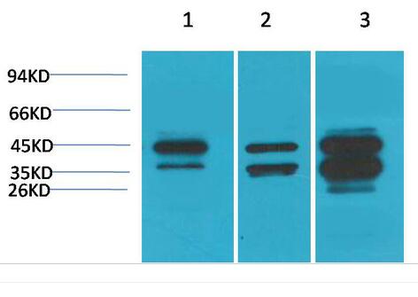 DUSP6 Polyclonal Antibody