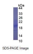 Eukaryotic Interferon Gamma (IFNg)