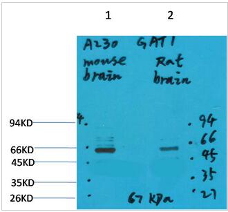 GABA Transporter 1 Polyclonal Antibody
