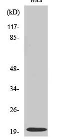 Cleaved-Caspase-5 p20 (D121) Polyclonal Antibody