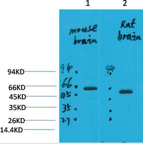 EAAT2 Polyclonal Antibody