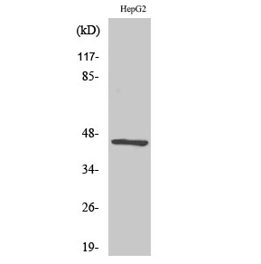 Acrosin Polyclonal Antibody