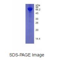 Eukaryotic Interleukin 10 (IL10)