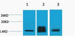 Histone H3 (Di Methyl Lys9) Polyclonal Antibody
