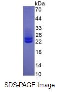 Eukaryotic Interleukin 6 (IL6)