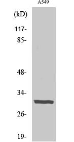 Adiponectin Polyclonal Antibody