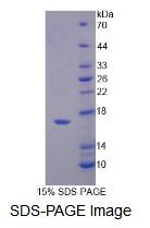 Recombinant Profilin 4 (PFN4)