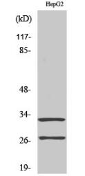 Cleaved-Cathepsin G (I21) Polyclonal Antibody