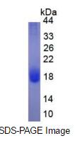 Eukaryotic Interleukin 4 (IL4)