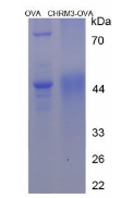 OVA Conjugated Cholinergic Receptor, Muscarinic 3 (CHRM3)