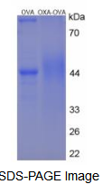 OVA Conjugated Orexin A (OXA)