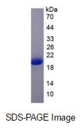 Eukaryotic Interferon Alpha (IFNa)