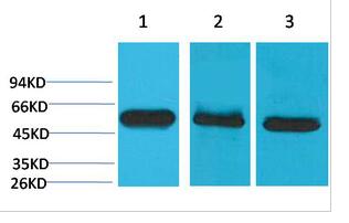 Caspase-8 Monoclonal Antibody