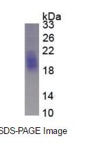 Eukaryotic Stem Cell Factor (SCF)