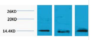 Histone H2B (Tri Methyl Lys5) Polyclonal Antibody