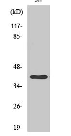 Cathepsin H Polyclonal Antibody