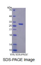 Recombinant Replication Factor C4 (RFC4)