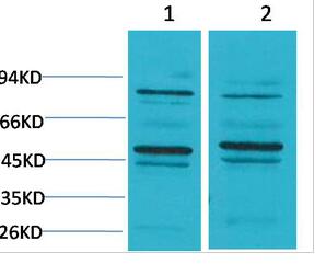 BEST2 Polyclonal Antibody