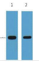 GFP-Tag Monoclonal Antibody