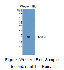 Active Interleukin 4 (IL4)