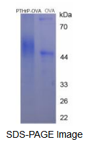 OVA Conjugated Parathyroid Hormone Related Protein (PTHrP)