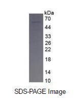 Eukaryotic Fibroblast Growth Factor 10 (FGF10)