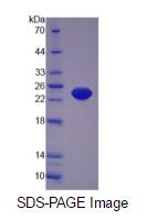 Eukaryotic Tumor Necrosis Factor Alpha (TNFa)