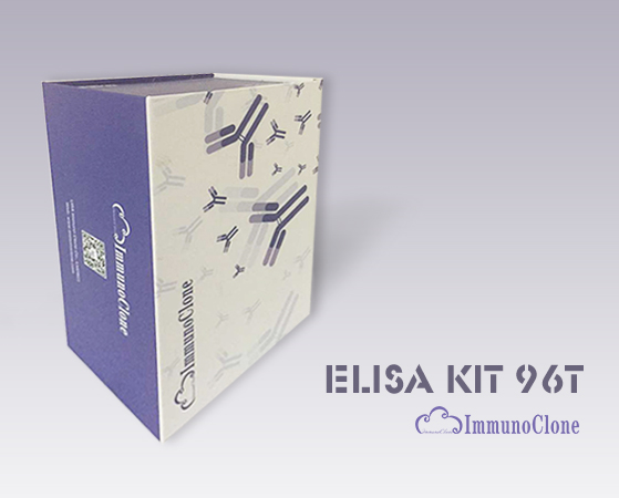 Human Potassium Chloride Cotransporters 4 (KCC4) ELISA Kit