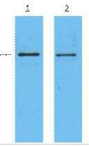 S-Tag Monoclonal Antibody