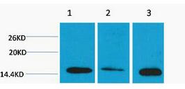 Histone H3 (Di Methyl Lys4) Polyclonal Antibody