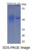 OVA Conjugated Parathyroid Hormone Related Protein (PTHrP)