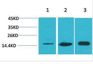 MAP LC3B Polyclonal Antibody