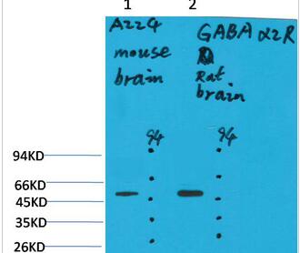 GABA A Receptor α2 Polyclonal Antibody