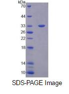 Eukaryotic Immunoglobulin G1 (IgG1)