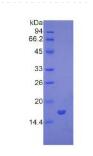 Active Bone Morphogenetic Protein 7 (BMP7)