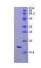 Active Interleukin 1 Receptor Type I (IL1R1)