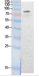 PCAF (Acetyl Lys428) Polyclonal Antibody
