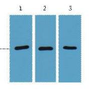 RFP-Tag Monoclonal Antibody