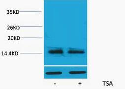 Histone H2A.X (Acetyl Lys5) Polyclonal Antibody