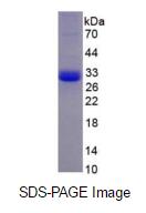 Eukaryotic Kallikrein 9 (KLK9)