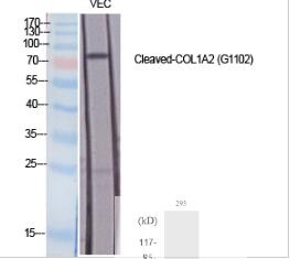 Cleaved-COL1A2 (G1102) Polyclonal Antibody