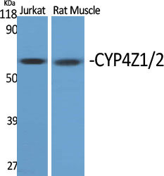 CYP4Z1/2 Polyclonal Antibody
